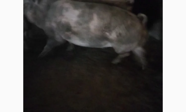 Продам свиней живою вагою - фото № 1