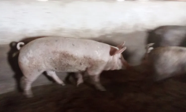 Продам свиней живою вагою - фото № 2