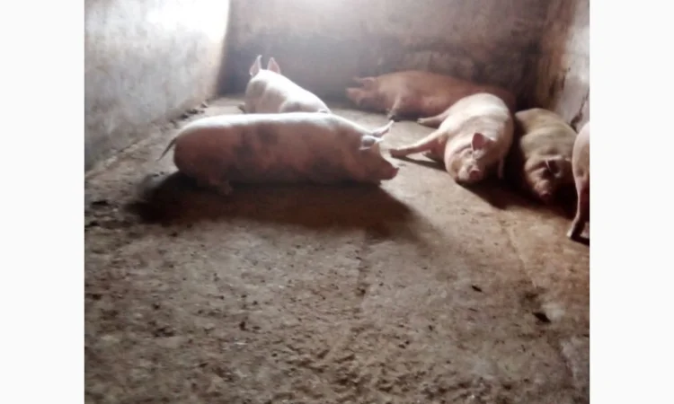 Продам свиней живою вагою - фото № 3