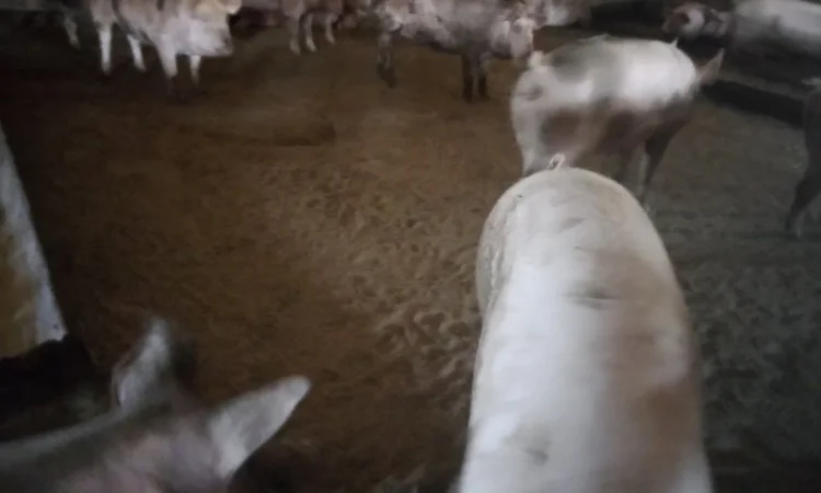 Продам свиней живою вагою - фото № 5