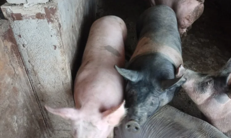 Продам свині мясні живою вагою 120-170кг - фото № 1