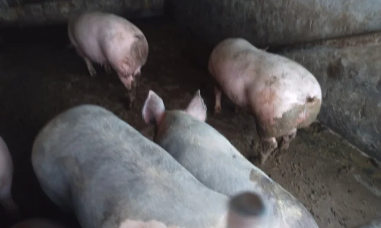 Продам свині мясні живою вагою 120-170кг - фото № 2