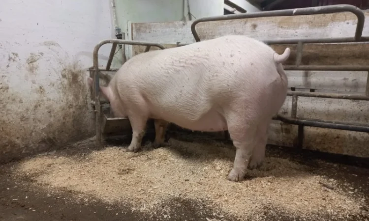 Чистопродні свинки і кнурці - фото № 1