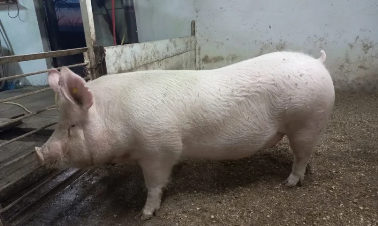 Чистопродні свинки і кнурці - фото № 2