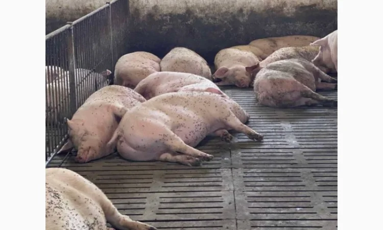 Продам Свині - фото № 1