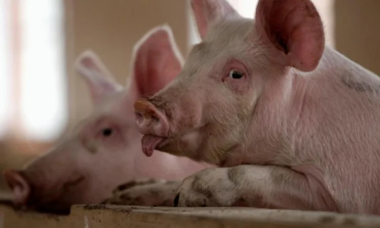 Куплю свиней - фото № 1