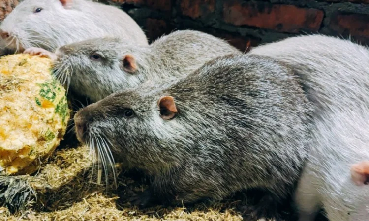 Реалізація пушного звіра - фото № 1