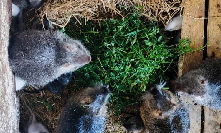 Молодняк! Різні! Нутрії - фото № 1