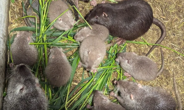 Нутрія- молодняк в наявності - фото № 1