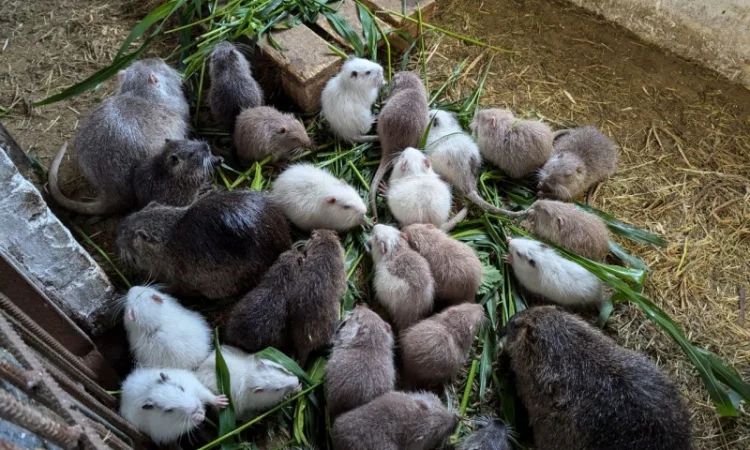 Нутрія різні продам - фото № 1