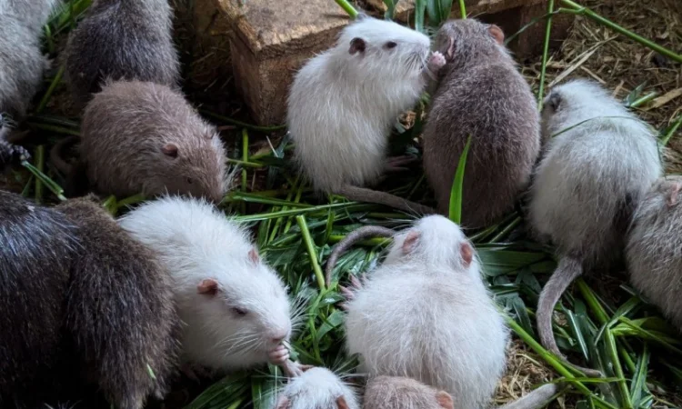 Нутрія - продам пушного звіра - фото № 1