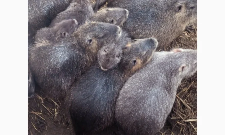 Самец та самка- разные - фото № 1