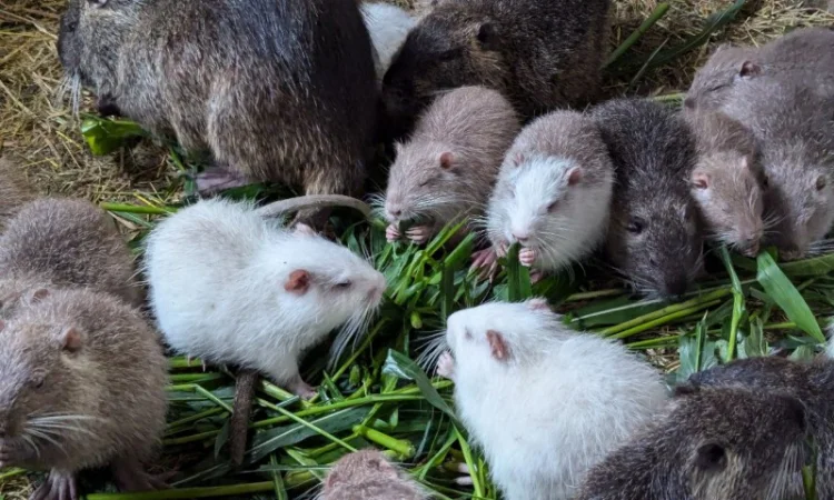 Реалізація - пушного звіра. Нутрія - фото № 1