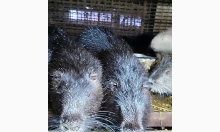 Нутрии на племя - фото № 1