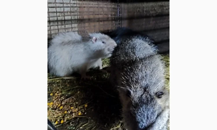 Нутрии на племя - фото № 2