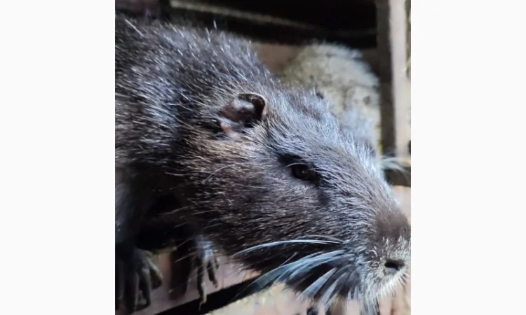 Нутрии на племя - фото № 3