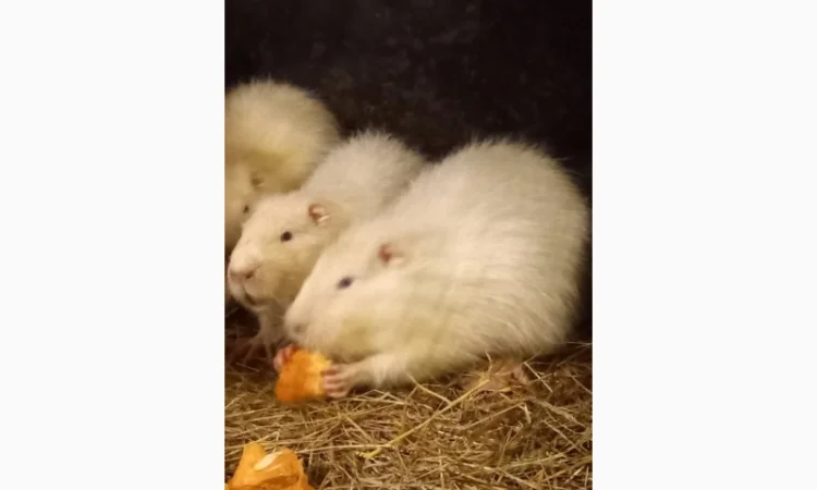 Продам молодняк нутрій - фото № 1