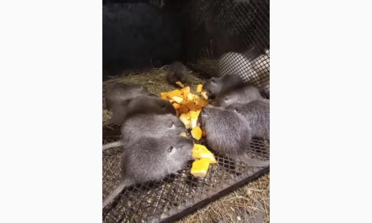 Продам молодняк нутрій - фото № 2