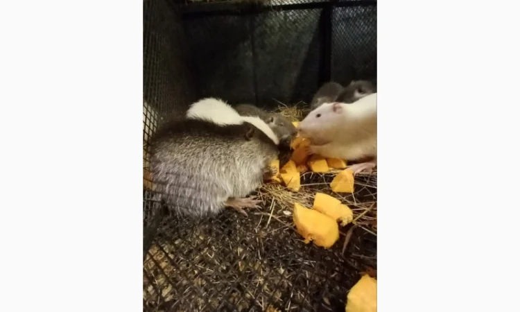 Продам молодняк нутрій - фото № 3