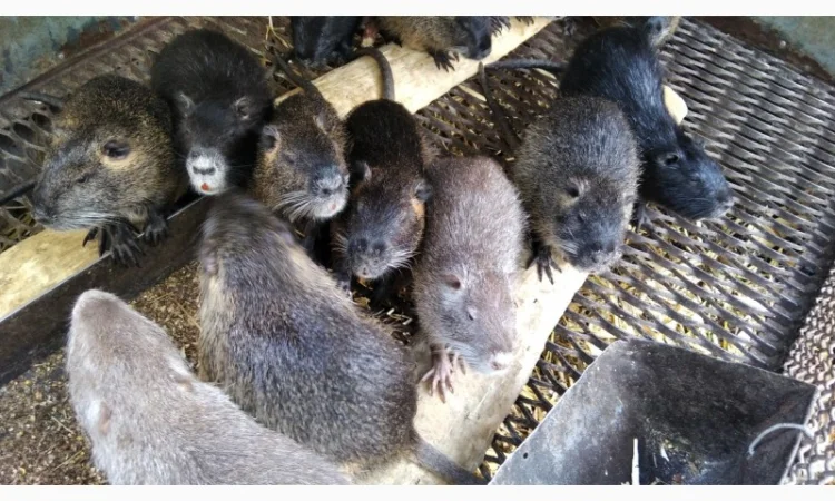 Продам самців та самок нутрії - фото № 2