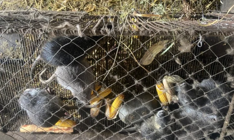 Продам нутрії - фото № 2