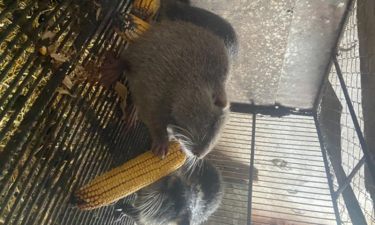 Продам нутрії - фото № 3