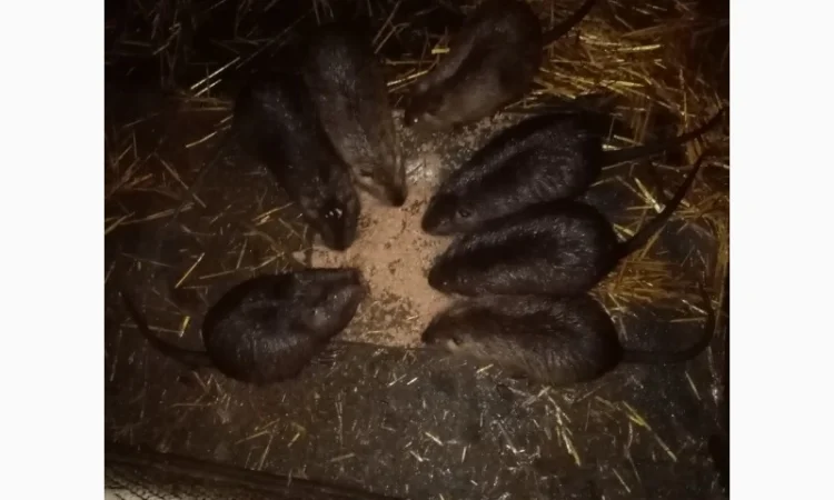 Нутрії, самці парувального віку - фото № 1