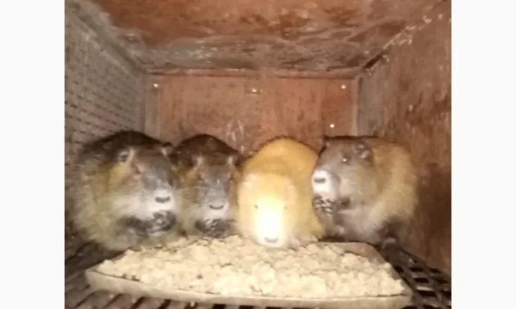 Нутрії, самці парувального віку - фото № 2