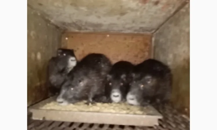 Нутрії, самці парувального віку - фото № 3