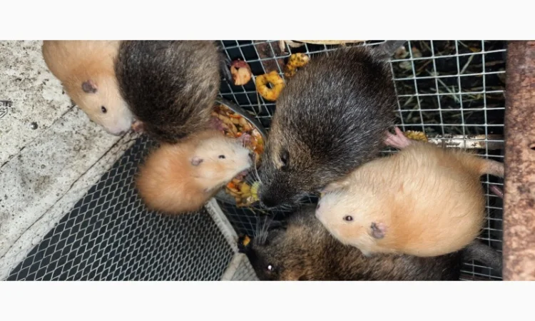 Нутрії, молодняк нутрії - фото № 10