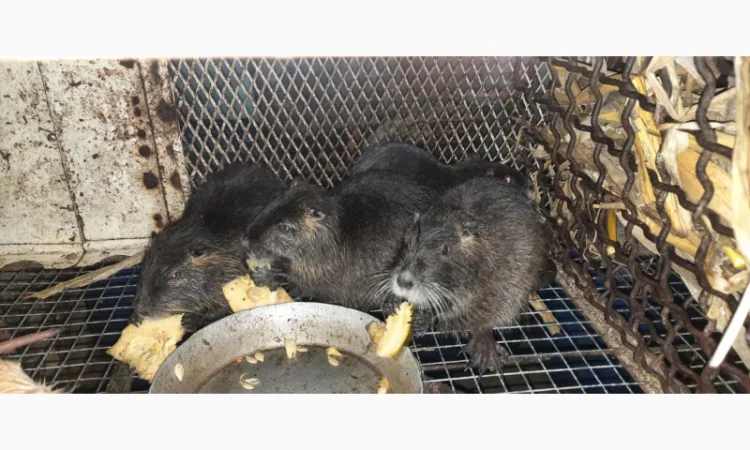 Нутрії, молодняк нутрії - фото № 11