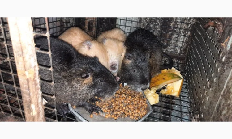 Нутрії, молодняк нутрії - фото № 13