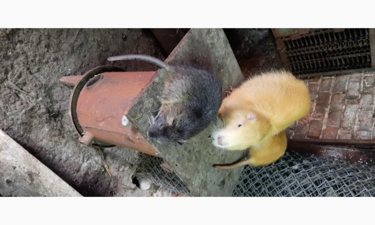 Нутрії, молодняк нутрії - фото № 2