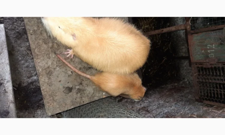 Нутрії, молодняк нутрії - фото № 3