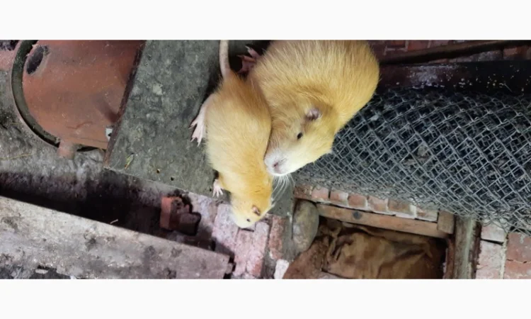 Нутрії, молодняк нутрії - фото № 4