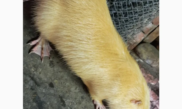 Нутрії, молодняк нутрії - фото № 5