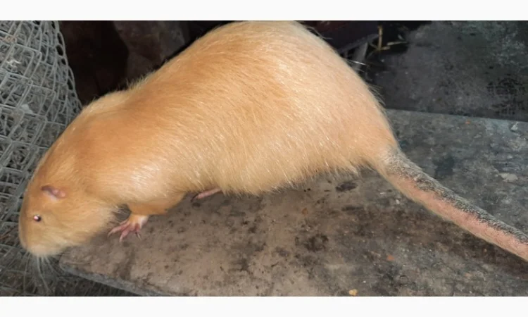 Нутрії, молодняк нутрії - фото № 6