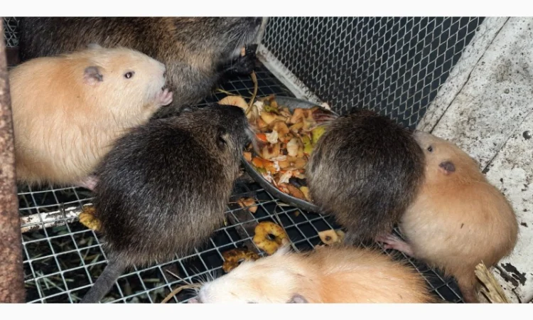 Нутрії, молодняк нутрії - фото № 9