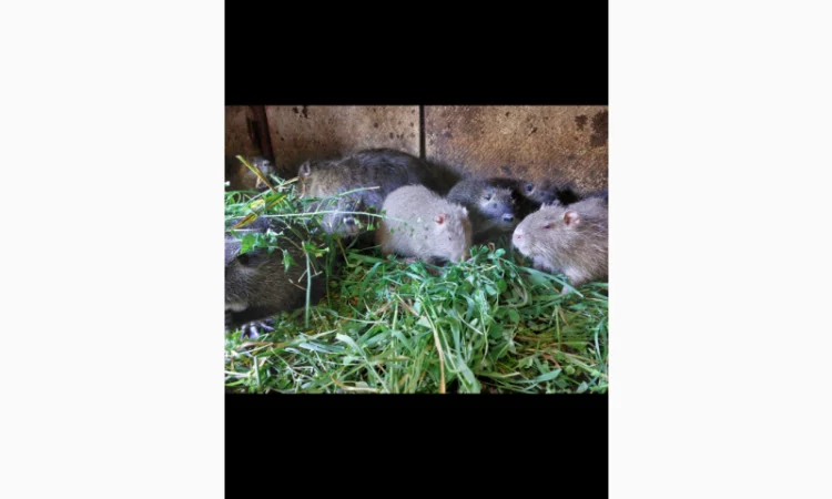 Продаються нутрії з власного господарства - фото № 1