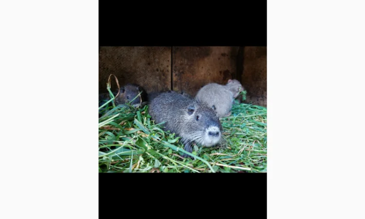 Продаються нутрії з власного господарства - фото № 2