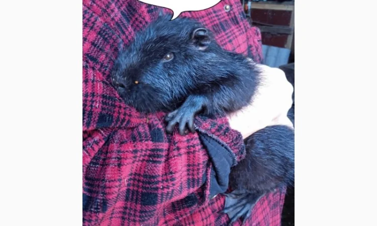 Продам нутрий - фото № 1