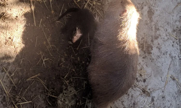 Нутрії, самки, молодняк - фото № 1