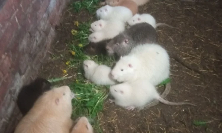 Продам нутрії - фото № 1