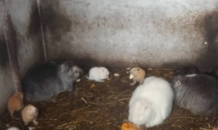 Продам нутрії - фото № 2