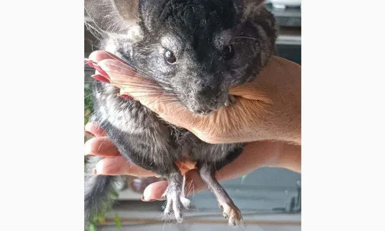 Продаю домашню шиншилу - фото № 1