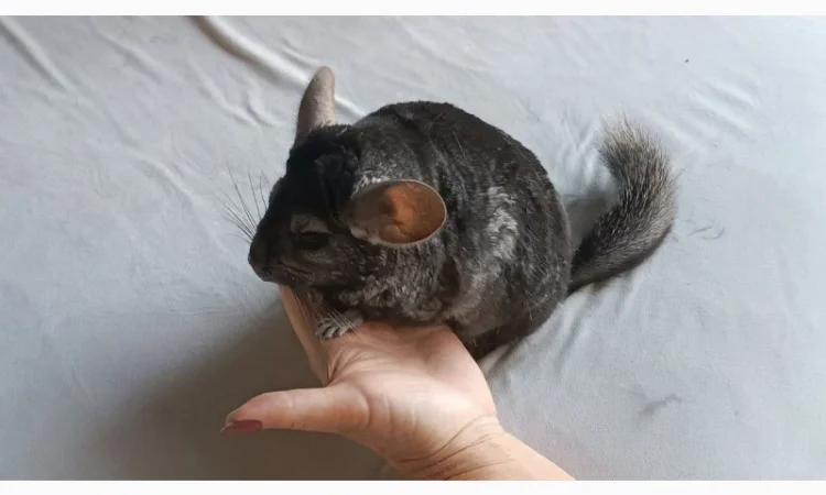 Продаю домашню шиншилу - фото № 2