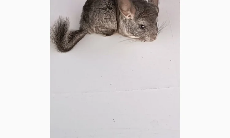 Продаю домашню шиншилу - фото № 4