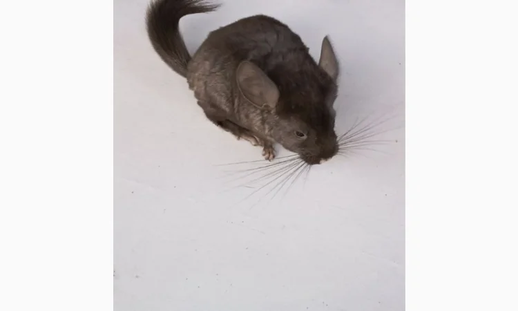 Продаю домашню шиншилу - фото № 6