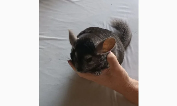 Продаю домашню шиншилу - фото № 7