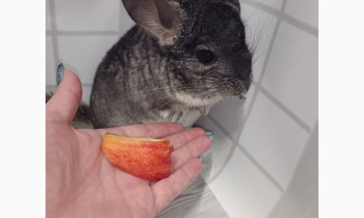 Шиншила від 3 місяців - фото № 1